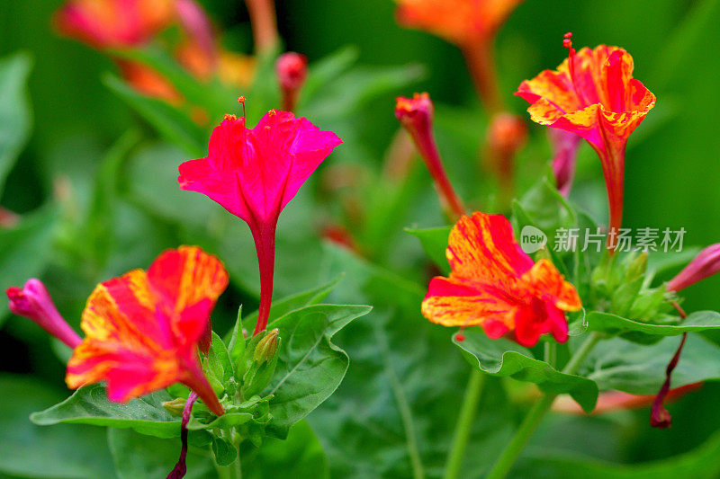 Milabilis jalapa/Four O'clock花:夜桂花科的园林观赏植物